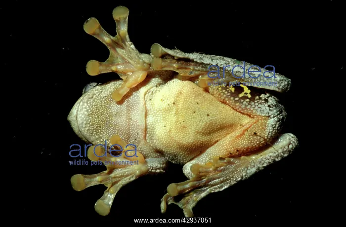 : PeronIs tree frog - on window pane, showing underside : PeronIs tree frog - on window pane, showing underside