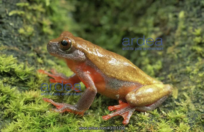 : Perplexing Treefrog : Perplexing Treefrog