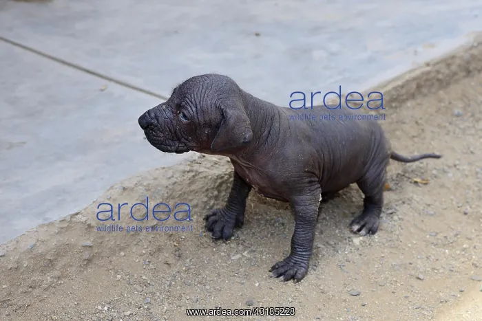 : Perro sin Pelo, Peruvian naked dog, puppy 2 weeks : Perro sin Pelo, Peruvian naked dog, puppy 2 weeks