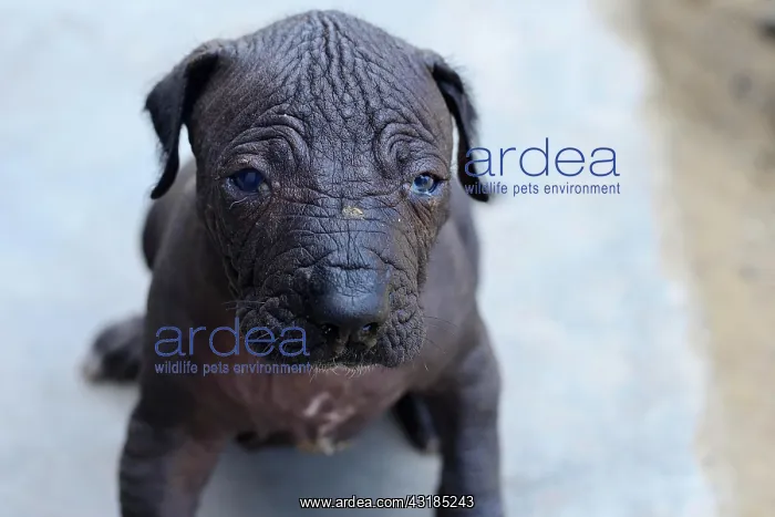 : Perro sin Pelo, Peruvian naked dog, puppy 2 weeks : Perro sin Pelo, Peruvian naked dog, puppy 2 weeks
