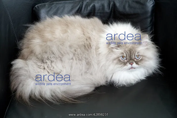  : Persian Blue Colourpoint Cat