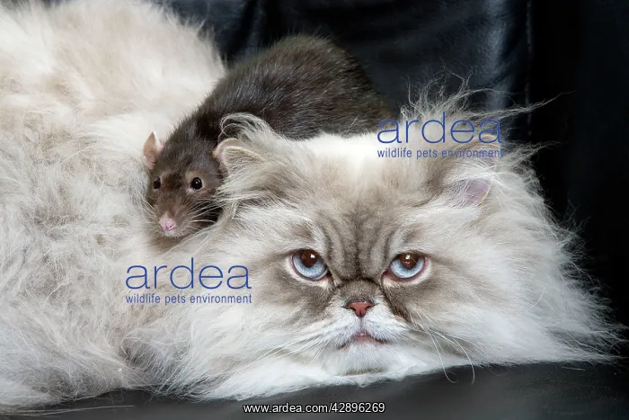 : Persian Blue Colourpoint Cat - and Rat : Persian Blue Colourpoint Cat - and Rat