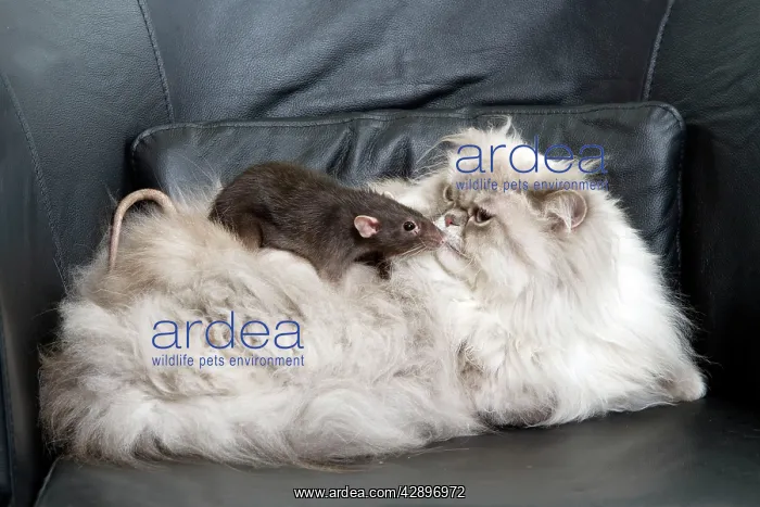 : Persian Blue Colourpoint Cat - and Rat : Persian Blue Colourpoint Cat - and Rat