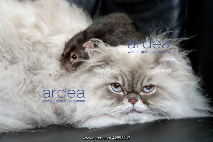 : Persian Blue Colourpoint Cat - and Rat : Persian Blue Colourpoint Cat - and Rat