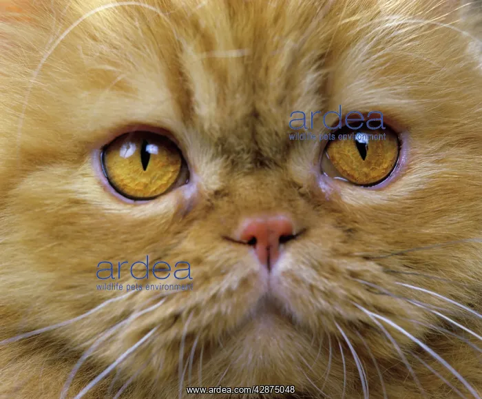  : Persian Cat