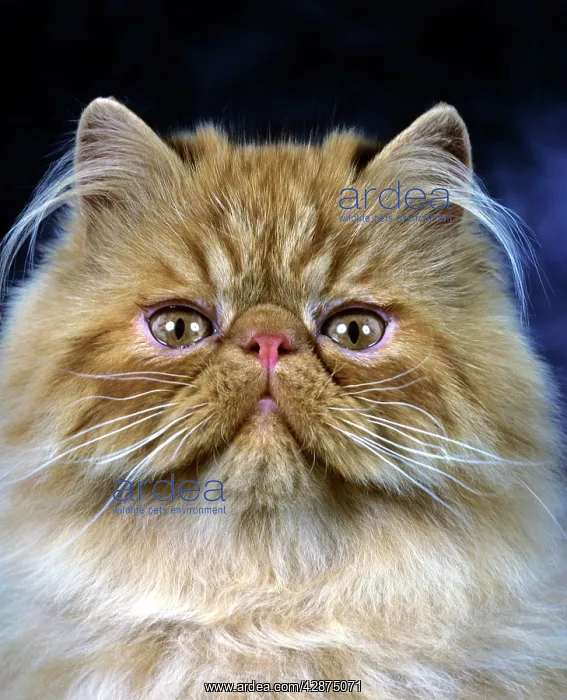  : Persian Cat