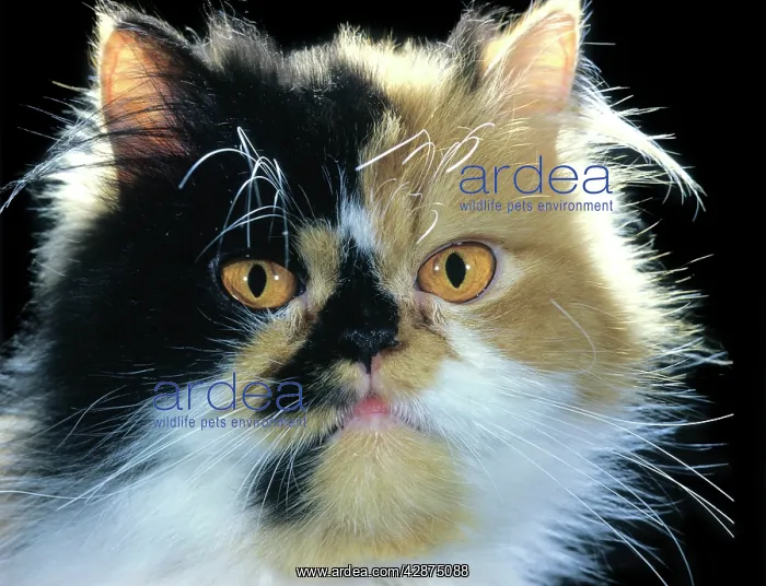  : Persian Cat