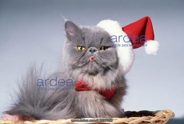 : Persian Cat : Persian Cat