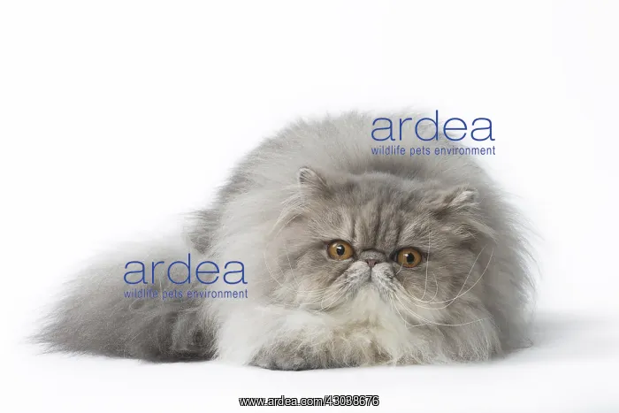  : Persian Cat