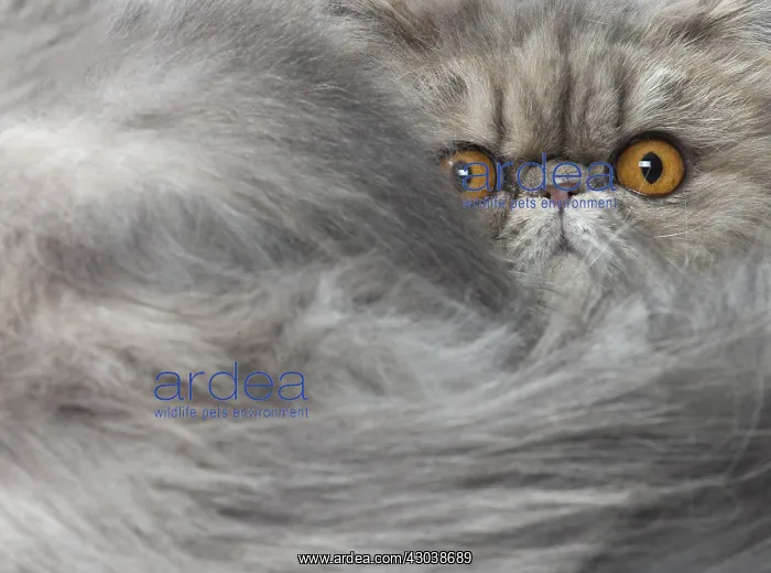  : Persian Cat