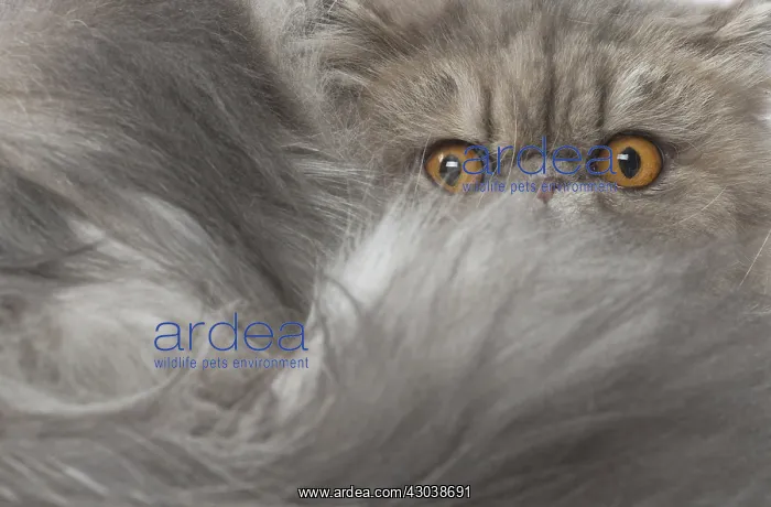  : Persian Cat