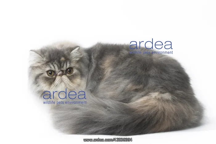  : Persian Cat
