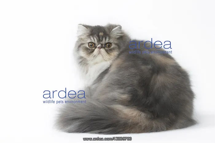  : Persian Cat