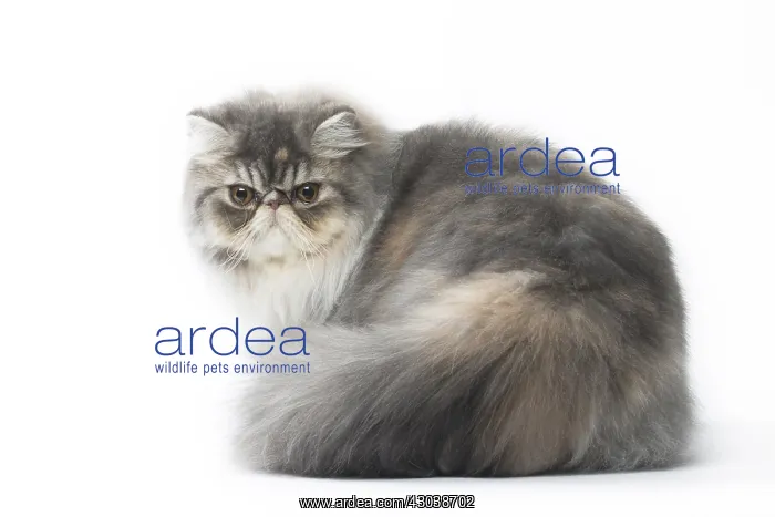  : Persian Cat