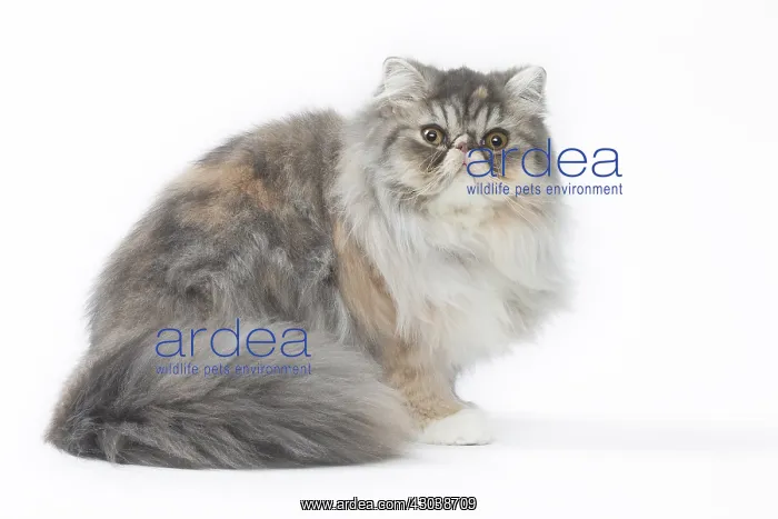  : Persian Cat