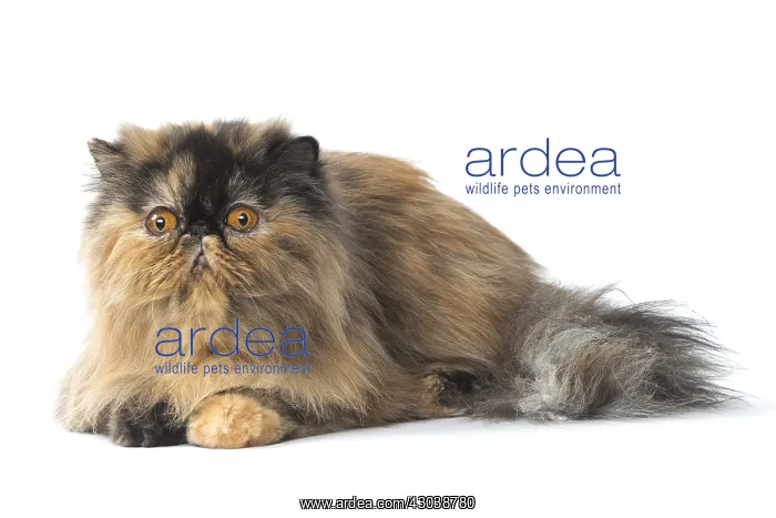  : Persian Cat
