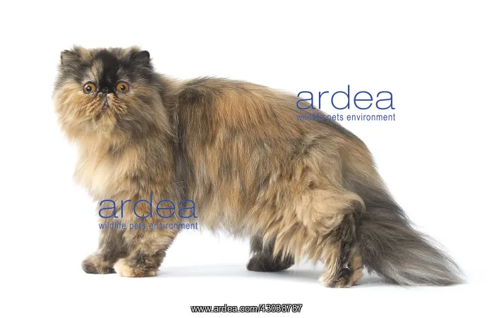  : Persian Cat