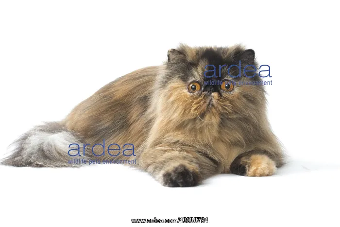  : Persian Cat