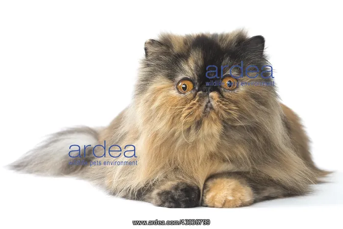  : Persian Cat