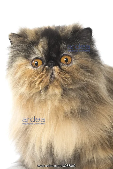  : Persian Cat