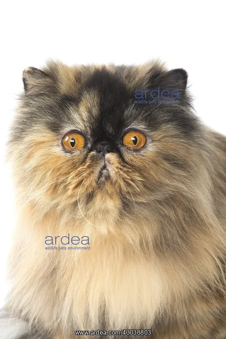  : Persian Cat