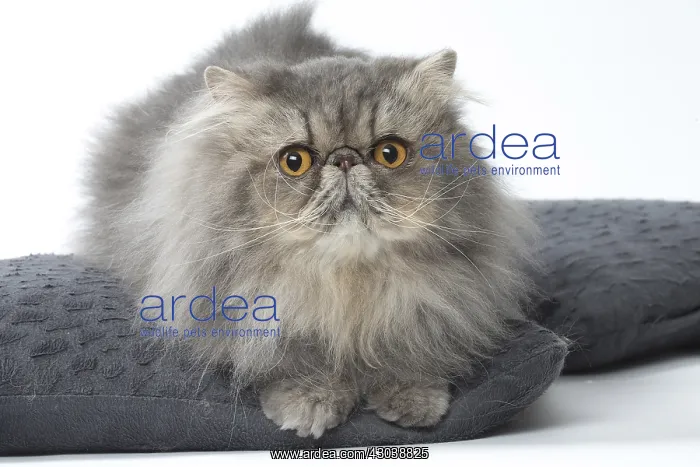  : Persian Cat