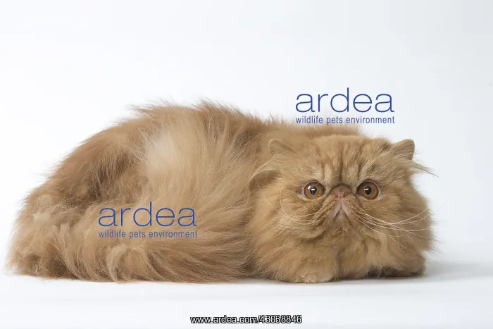  : Persian Cat