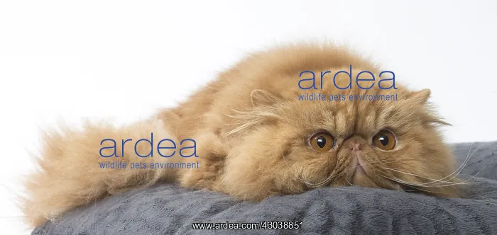  : Persian Cat