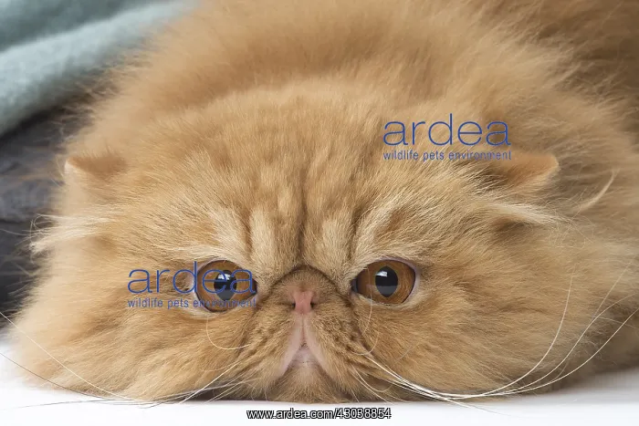  : Persian Cat