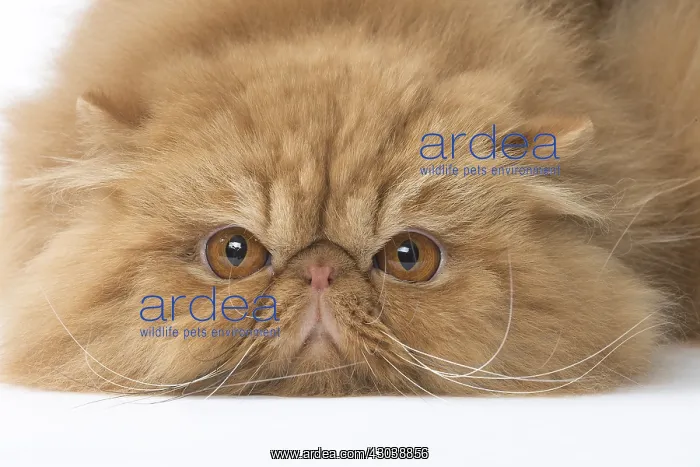  : Persian Cat