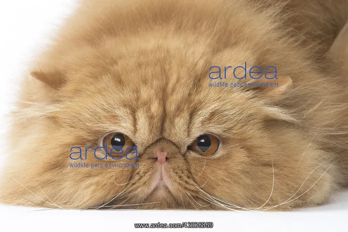  : Persian Cat