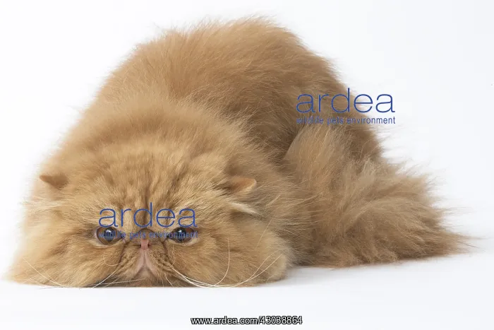  : Persian Cat