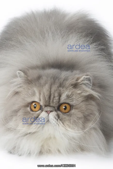  : Persian Cat