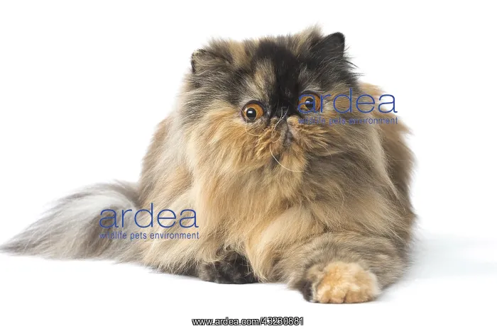  : Persian Cat