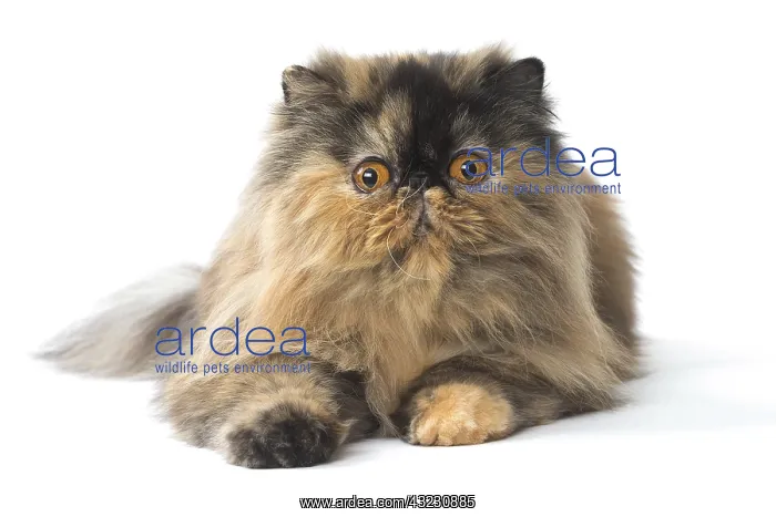  : Persian Cat