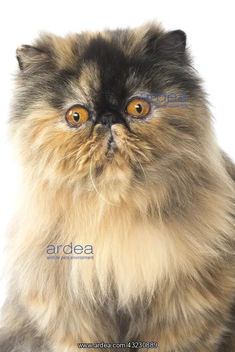  : Persian Cat