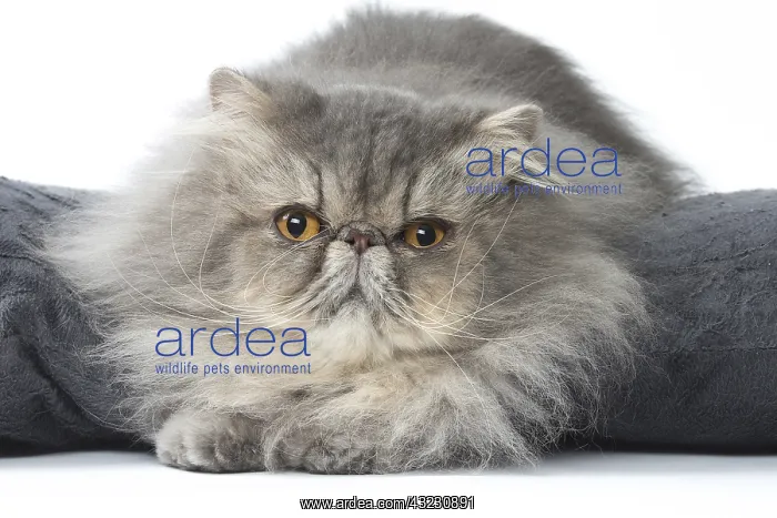  : Persian Cat