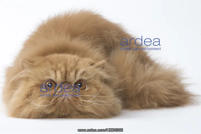  : Persian Cat