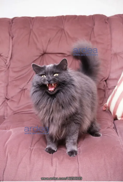: PERSIAN CAT - aggression, miaowing on sofa : PERSIAN CAT - aggression, miaowing on sofa