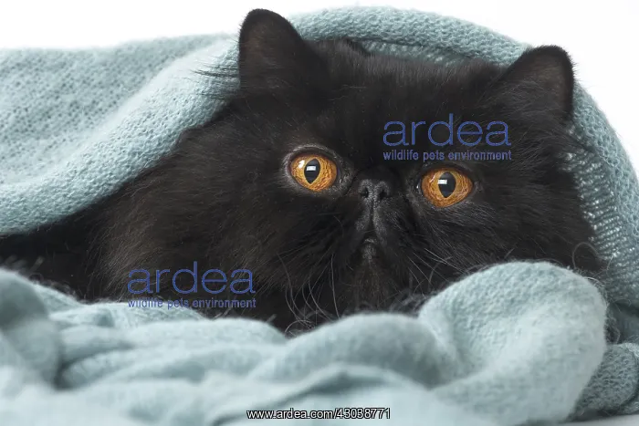  : Persian Cat in blanket