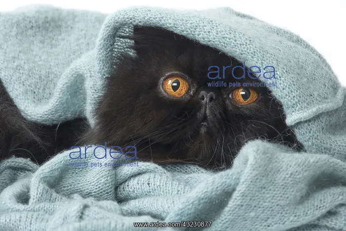  : Persian Cat in blanket