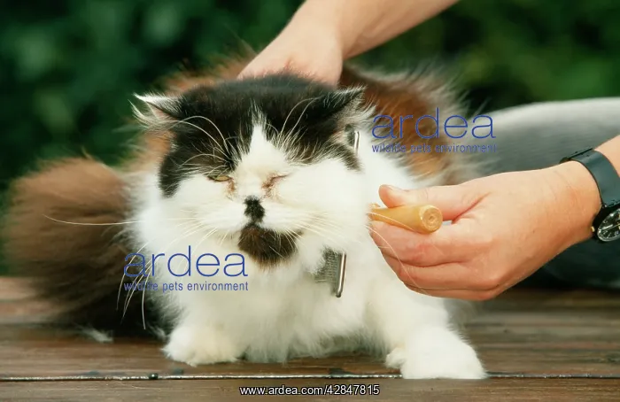  : PERSIAN CAT - BEING BRUSHED