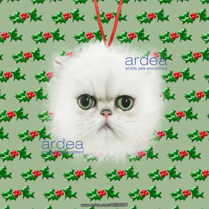: Persian Cat, Christmas bauble with holly looking : Persian Cat, Christmas bauble with holly looking