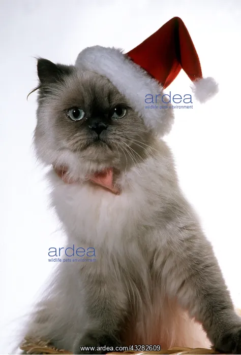 : Persian CAT in Christmas santa hat : Persian CAT in Christmas santa hat
