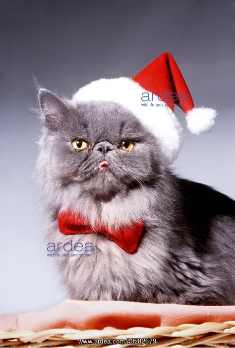 : Persian CAT in Christmas santa hat and tie : Persian CAT in Christmas santa hat and tie