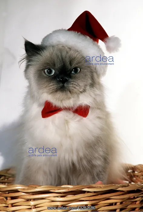 : Persian CAT in Christmas santa hat and tie : Persian CAT in Christmas santa hat and tie