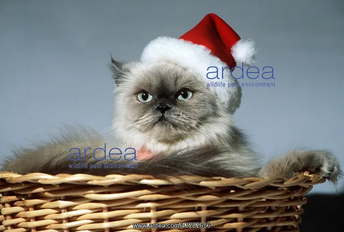 : Persian CAT in Christmas santa hat and tie in basket : Persian CAT in Christmas santa hat and tie in basket