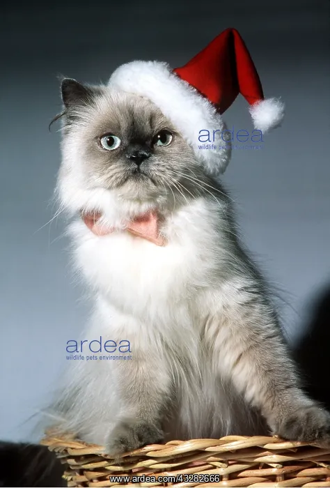 : Persian CAT in Christmas santa hat and tie in basket : Persian CAT in Christmas santa hat and tie in basket