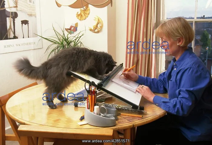 : Persian Cat - curious about owner's activity : Persian Cat - curious about owner's activity