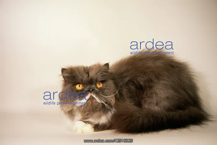  : Persian CAT - freshly washed and groomed